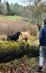 Artist's husband walking away in woods with dachshund and shetland sheepdog 