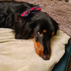 Long-haired standard dachshund making puppy-dog-eyes wearing his smart collar 