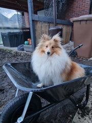 Cheeky Shetland Sheepdog looking smug in a wheelbarrow