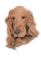 Irish Setter called Fleur digitally painted by Heather Figg-Arnold of Figg-Arnold Fine Art 