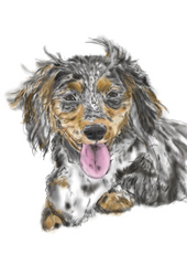 Digital portrait painting of dachshund cross dog 
