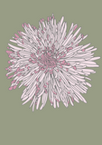Floral Independence is a pink flower on a sage green background 