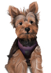 Yorkshire Terrier called Griffin painted by Heather Figg-Arnold of Figg-Arnold Fine Art  on a Samsung galaxy tab s7