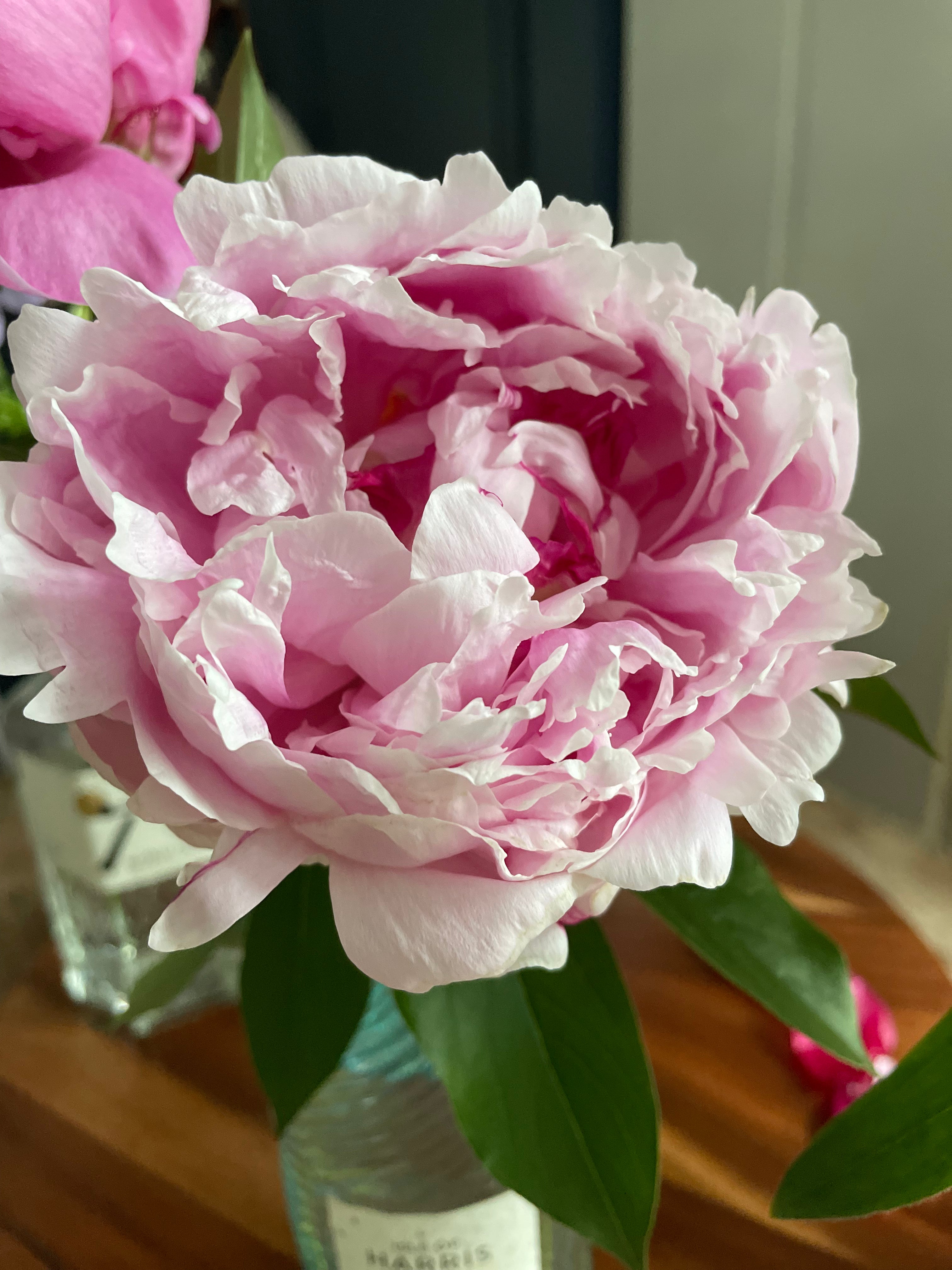 Peony Bare Roots (Pre-Order)