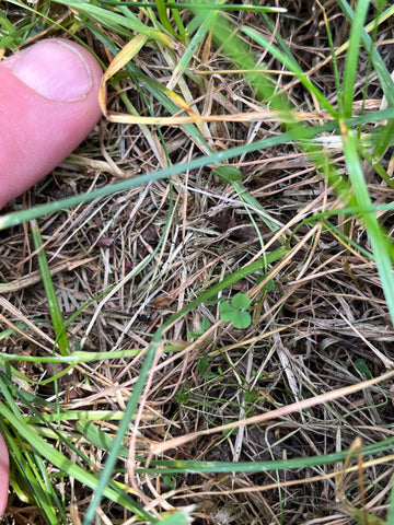 Dutch White Clover Seedling