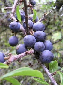 Scottish Sloe Berries