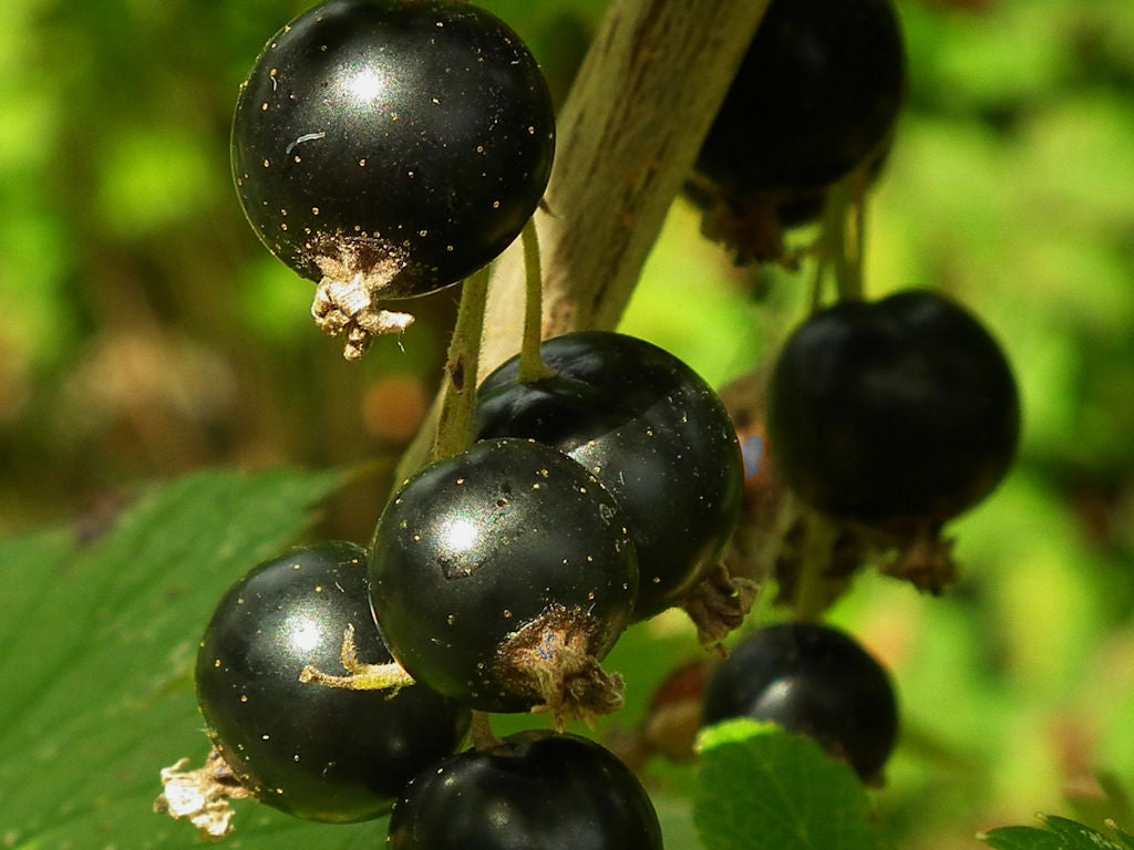 Blackcurrants