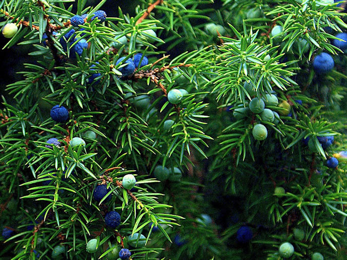 What is gin made from - Juniper Berries
