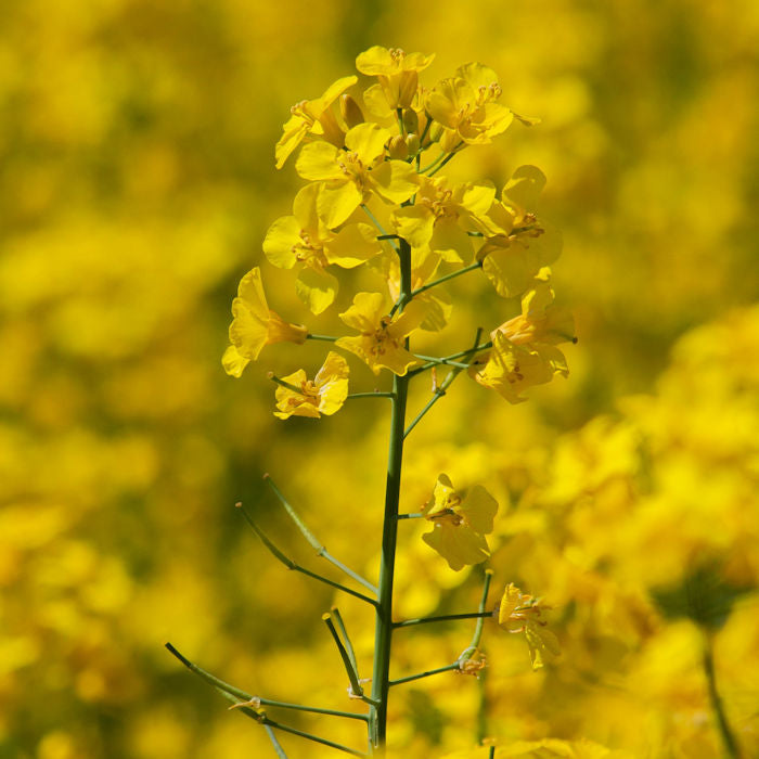 Rapeseed