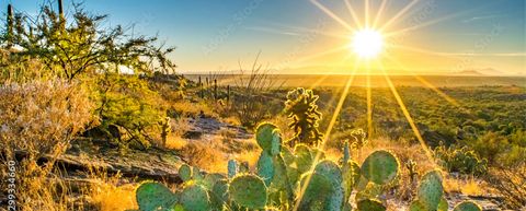 arizona desert with cactus and sun
