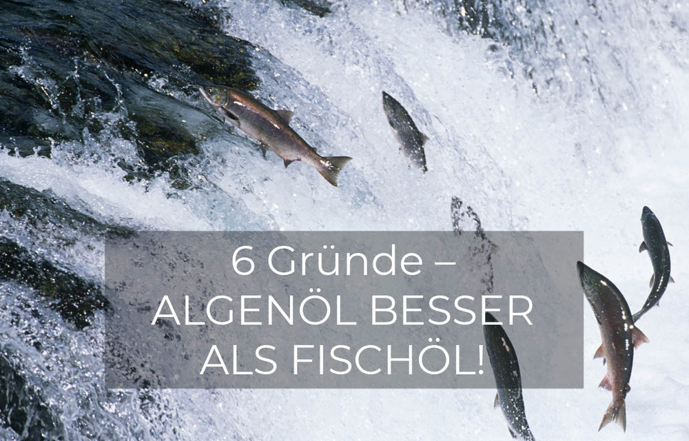 Algenöl vs Fischöl - GREEN LEAN MARINE®