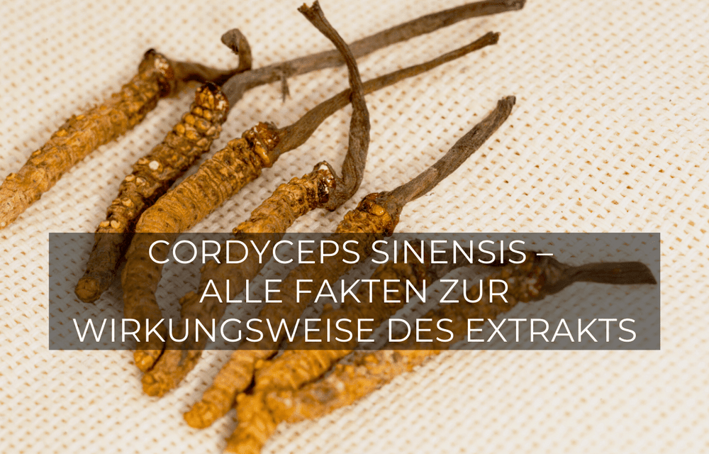 Cordyceps sinensis - GREEN LEAN MARINE®