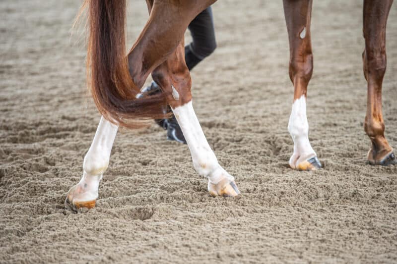 Give Your Horse a Leg-Up With a Multi-Level Feeding Program