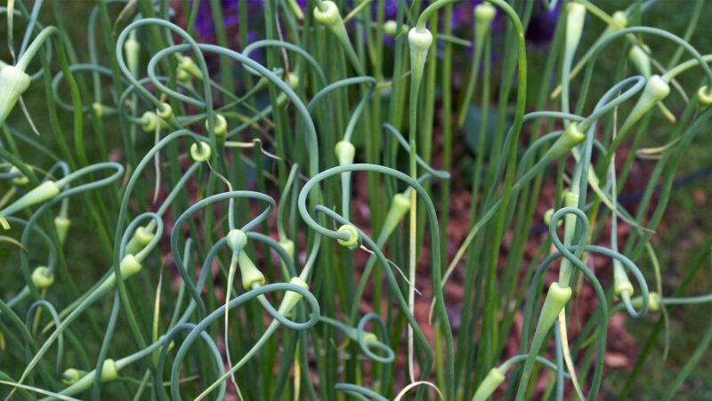 10 Ways to Use Garlic in the Garden