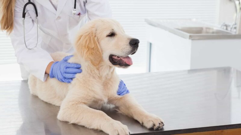 Pet Insurance for Routine Care