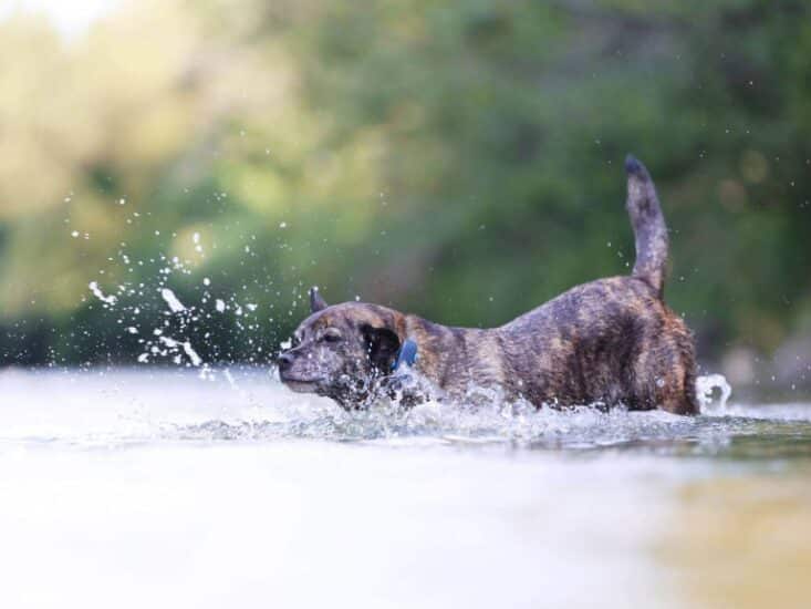 The Best Small Waterproof GPS Tracker For Dogs And Cats