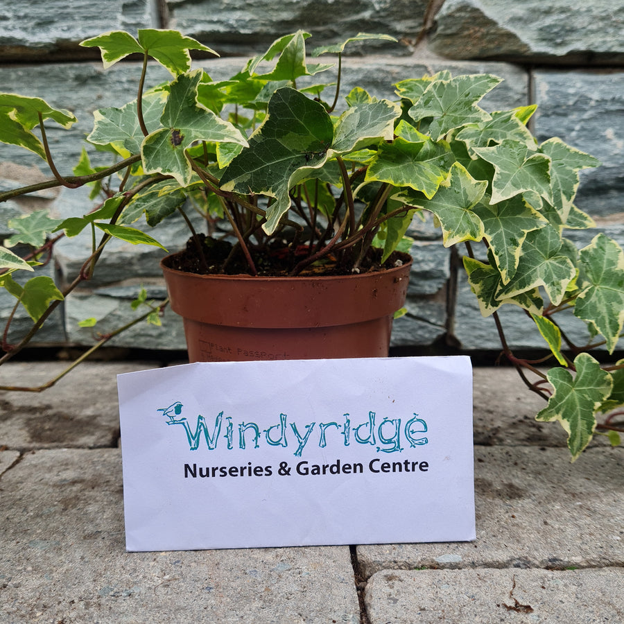Hedera helix 'White Wonder' Common ivy - elho® - Give room to
