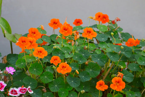 Nasturtiums by Anthony Rae