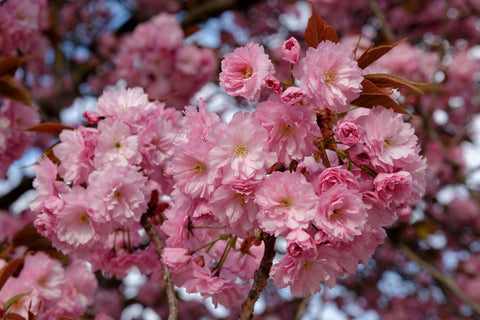 prunus kanzan