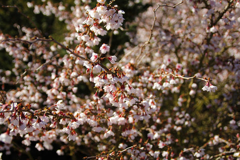 prunus kojo no mai