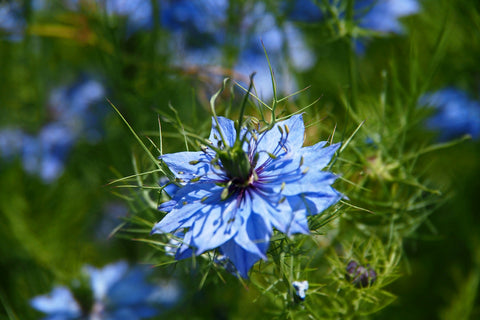 nigella flower, Photo by Manuel Torres Garcia on Unsplash