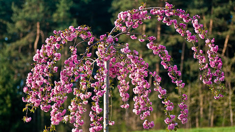 prunus kiku shidare zakura