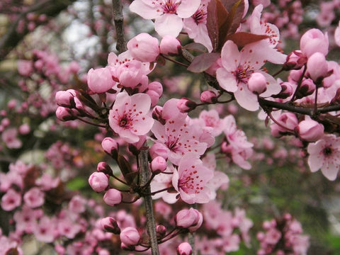 prunus nigra