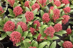 Red Dwarf Skimmia 