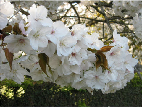 prunus tai-haku