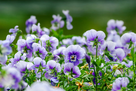 Violas, photo by Yoksel Zok