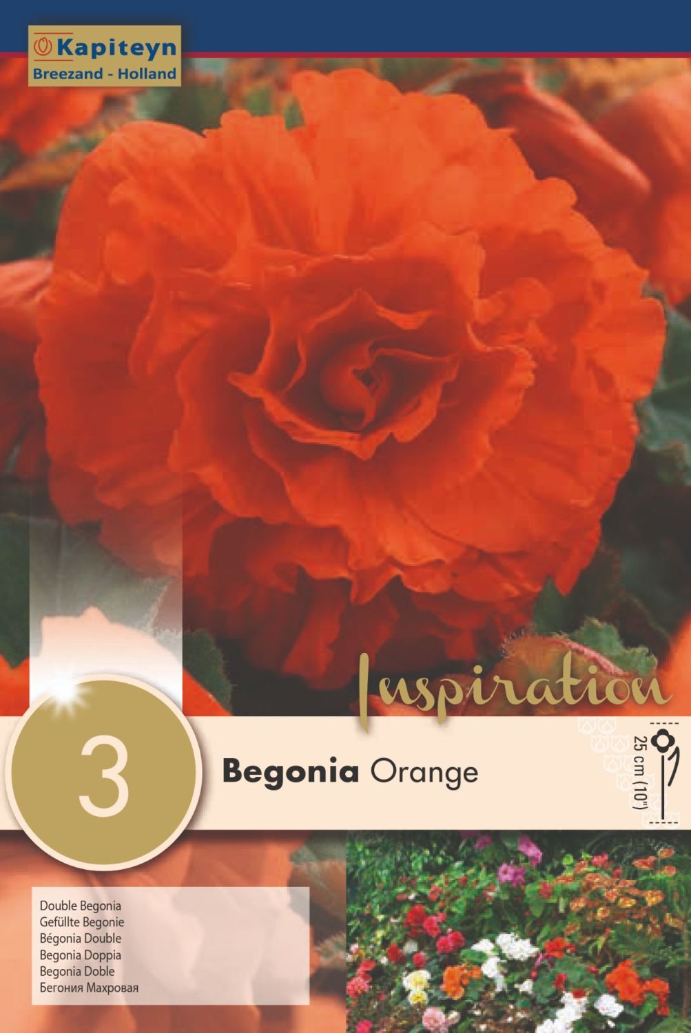 BEGONIA DOUBLE ORANGE – Windyridge Garden Centre