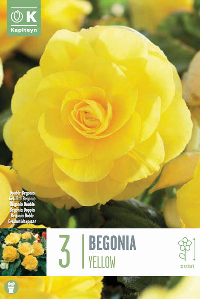 BEGONIA DOUBLE ORANGE – Windyridge Garden Centre