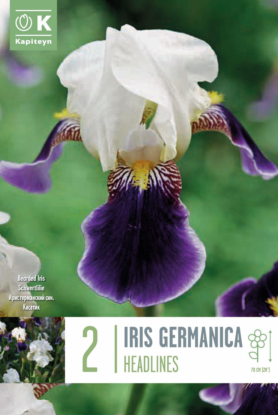 Iris reticulata 'Frozen Planet