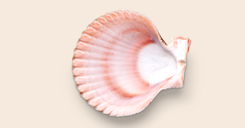 Conch Size Guide