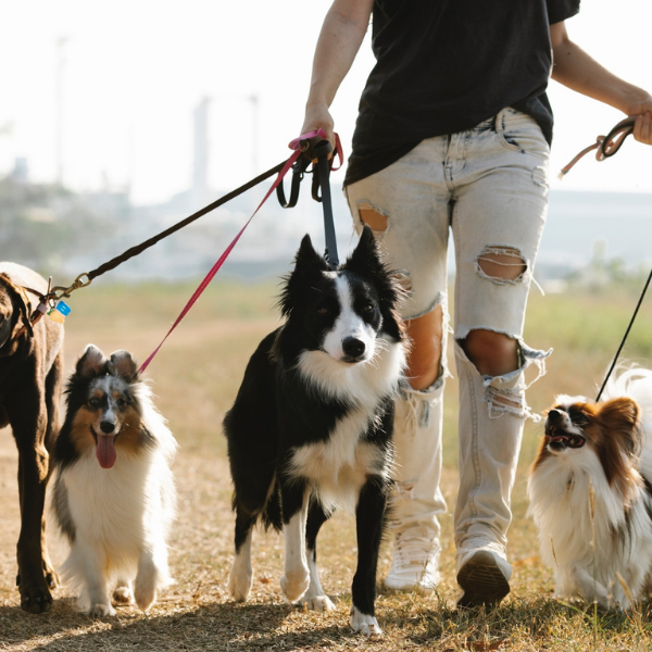 Hundeføren | udstyr tilbehør til hundeejeren