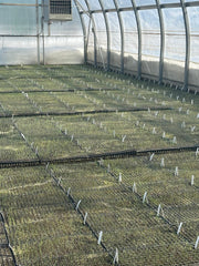 Greenhouses with rows of seedlings in pots
