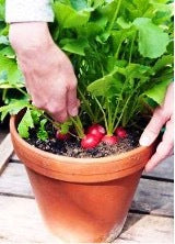 Radishes growing in pot
