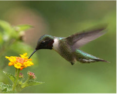 Hummingbird at yellow flower