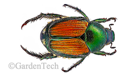 Japanese Beetle