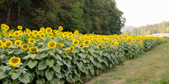 Field of sunflowers