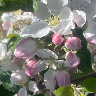 apple-blossom-1200.jpg__PID:f6a2faf8-5fd1-4703-a88b-67b514be911c