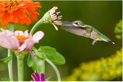Hummingbird feeding at flower