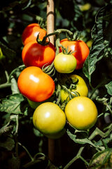 Tomatoes growing