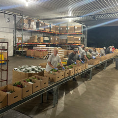 Packing CSA boxes at Untiedt's