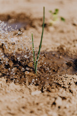 plant sprouting from the ground