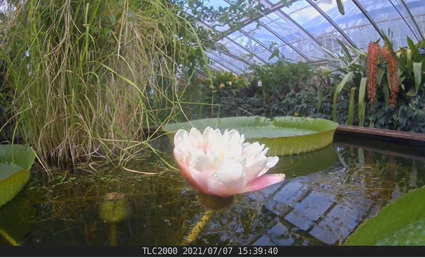 Cambridge University Botanic Garden use Brinno time-laspe camera to record giant water lily