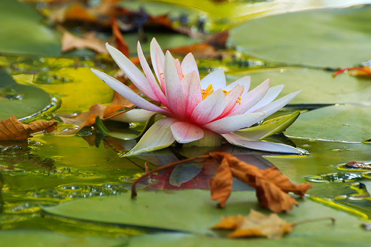 picturesque-leaves-of-water-lilies-and-colorful-ma-2023-11-27-05-27-26-utc.jpg__PID:b7da6d65-437a-4f9d-8188-811293be614c