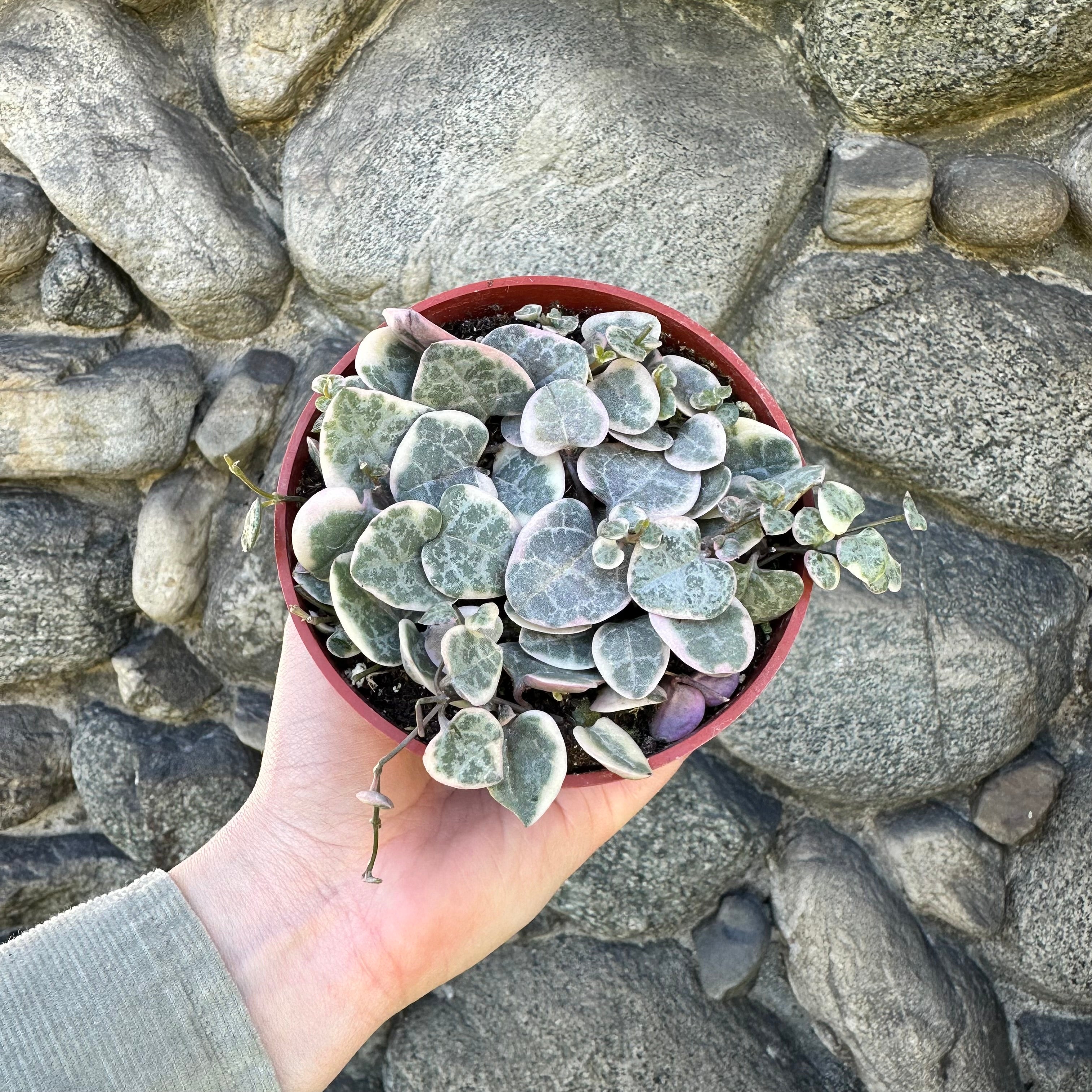 Ceropegia 'String of Hearts', Variegated - 4"