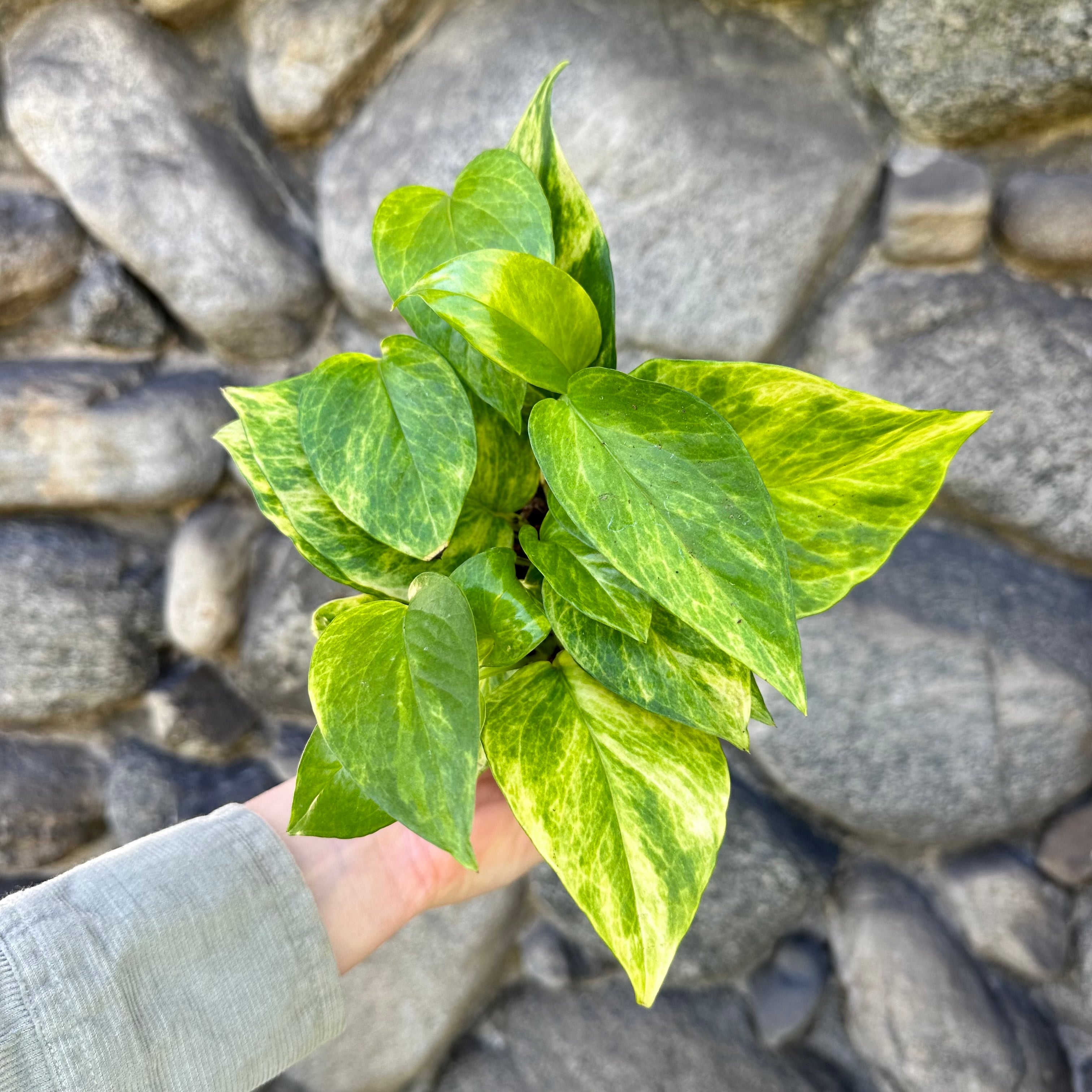 Neon Queen Pothos - 4"