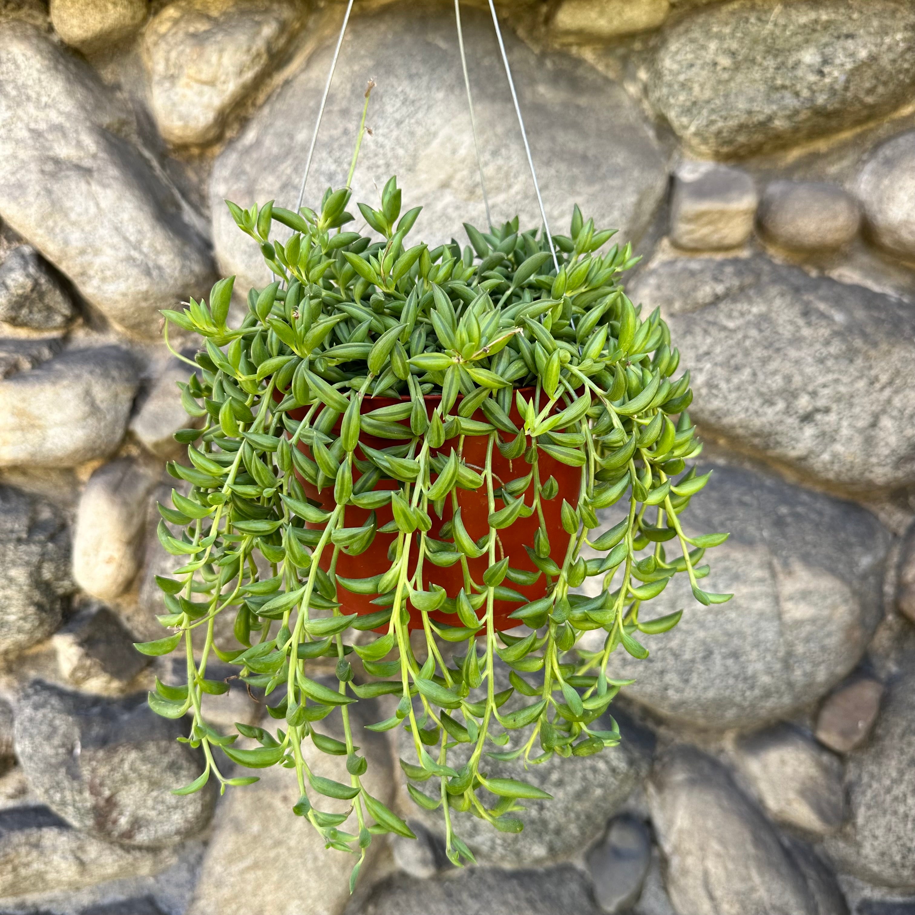String of Bananas - 6"